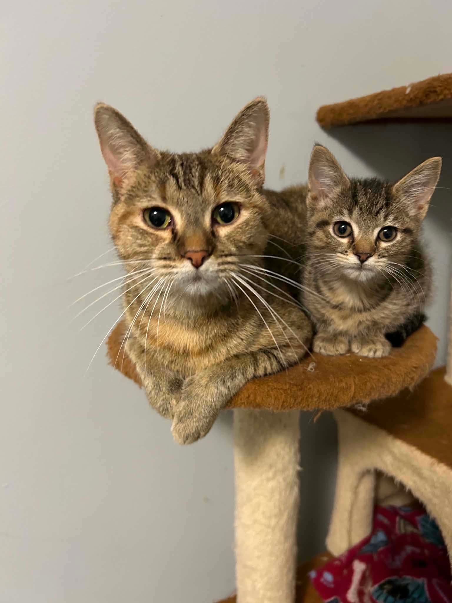 Birdie Bonded With Aretha - Domestic Short Hair