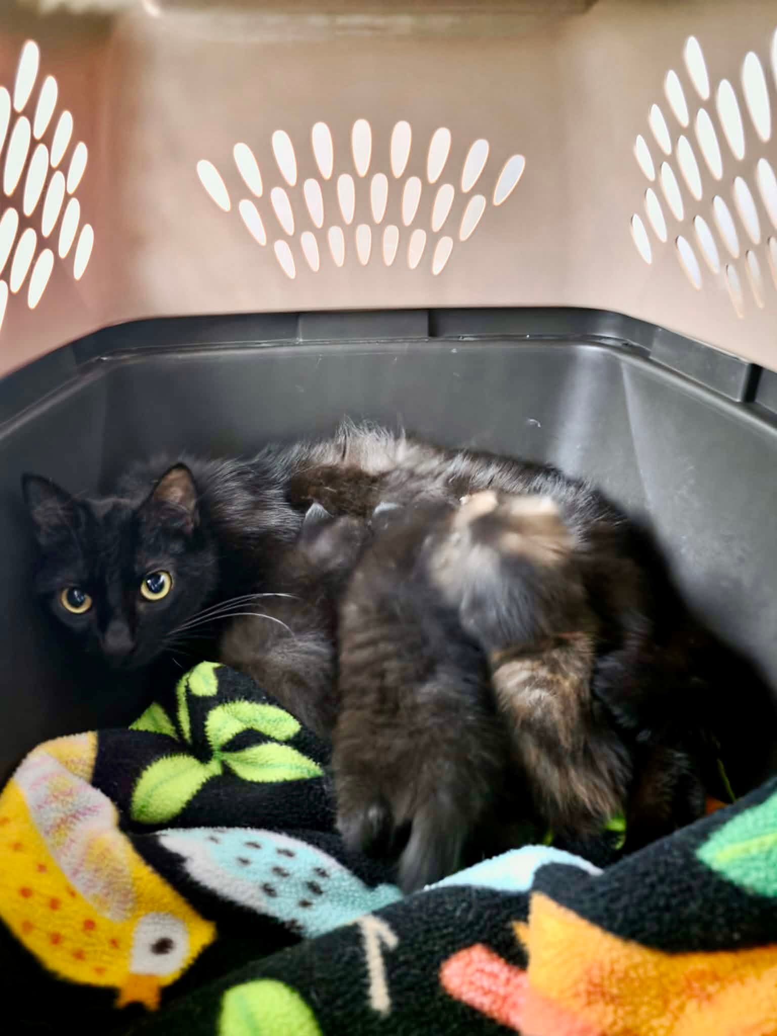 Jyn Foster Needed-Nursing Mom - Domestic Short Hair