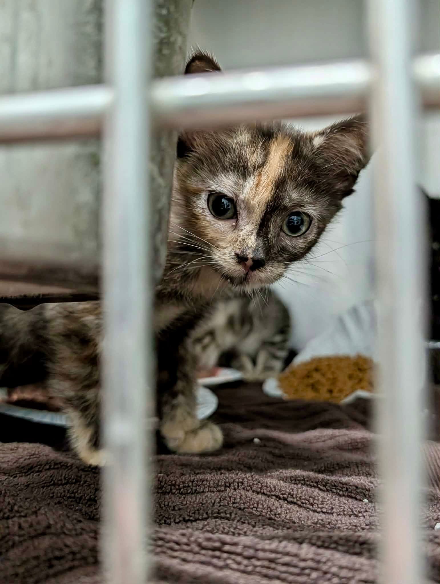 Chewy - Domestic Short Hair