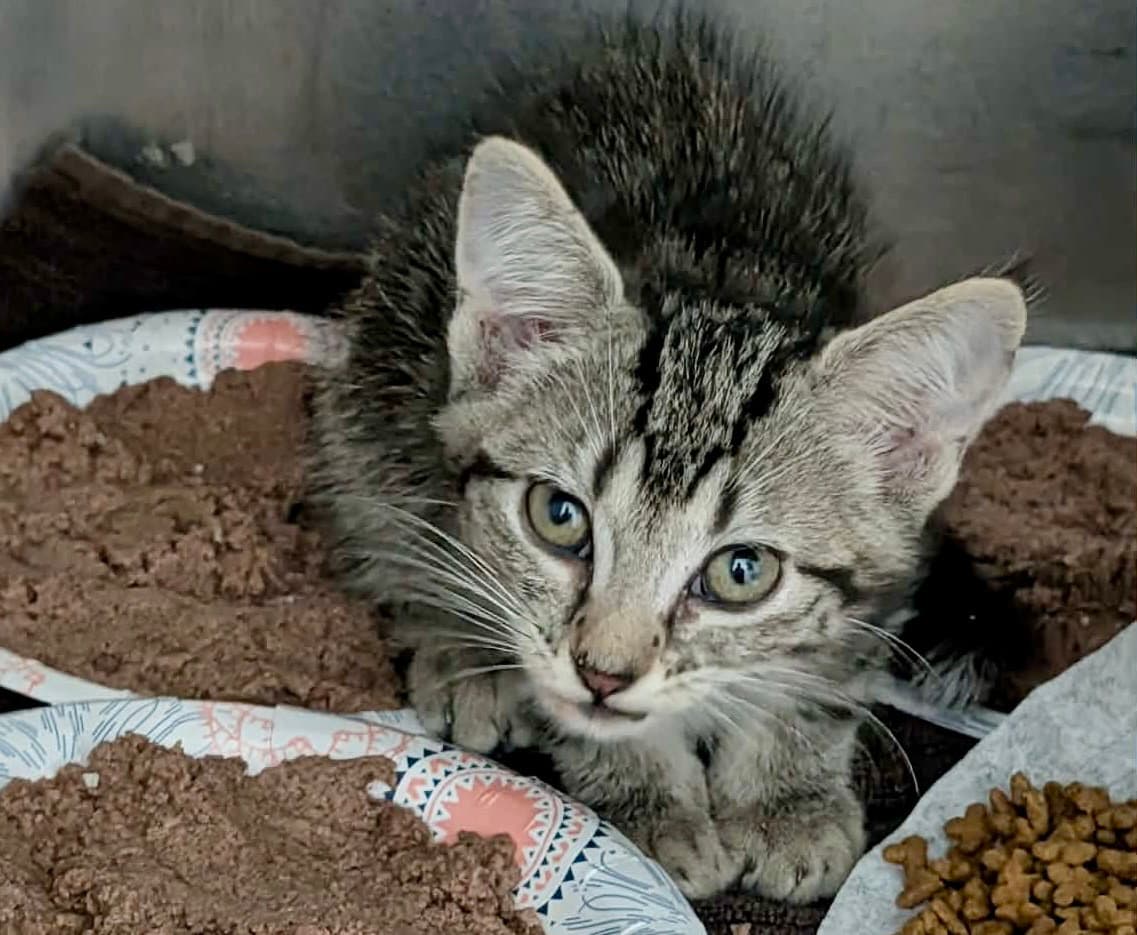Solo - Domestic Short Hair