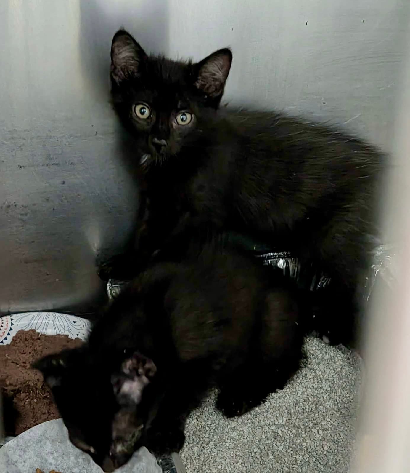 Boba Fett - Domestic Short Hair