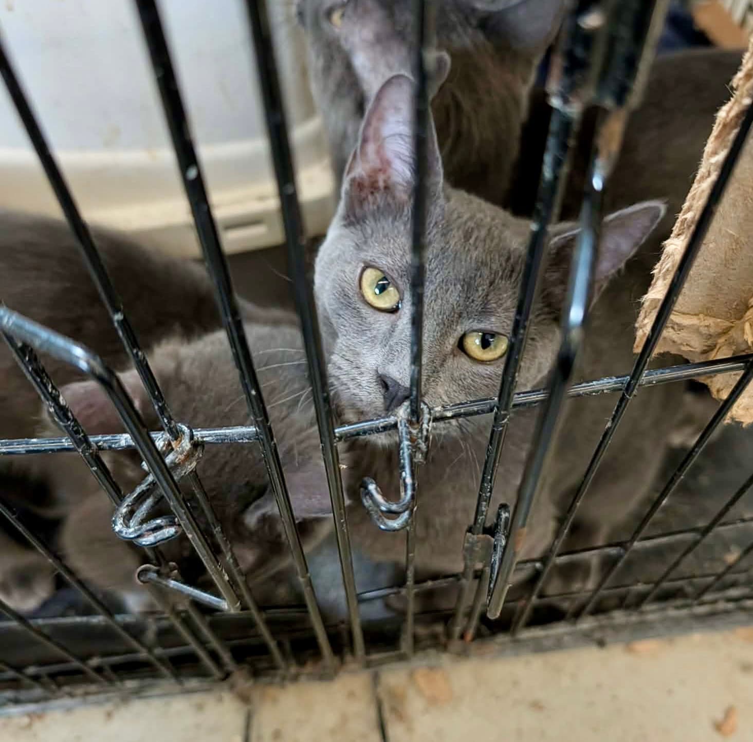 Quill - Domestic Short Hair
