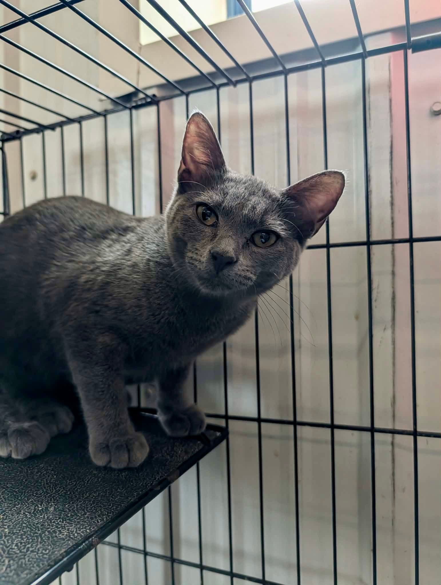 Gaia - Domestic Short Hair