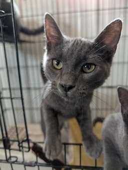 Salem image 1