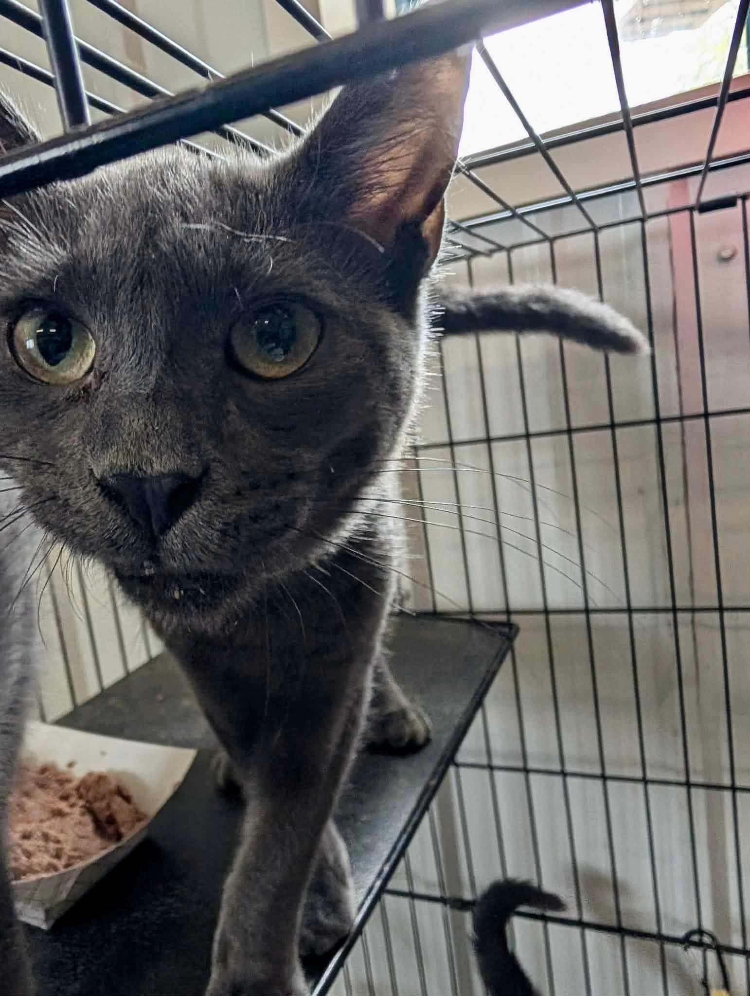 Miss Marple - Domestic Short Hair