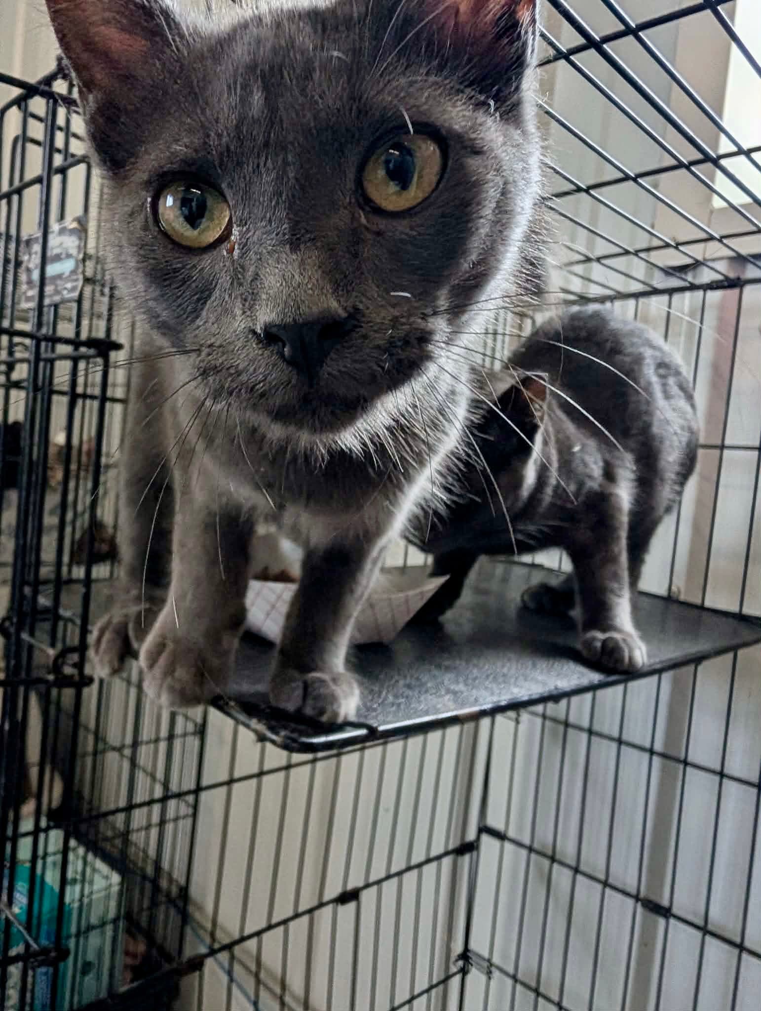 Emrys - Domestic Medium Hair