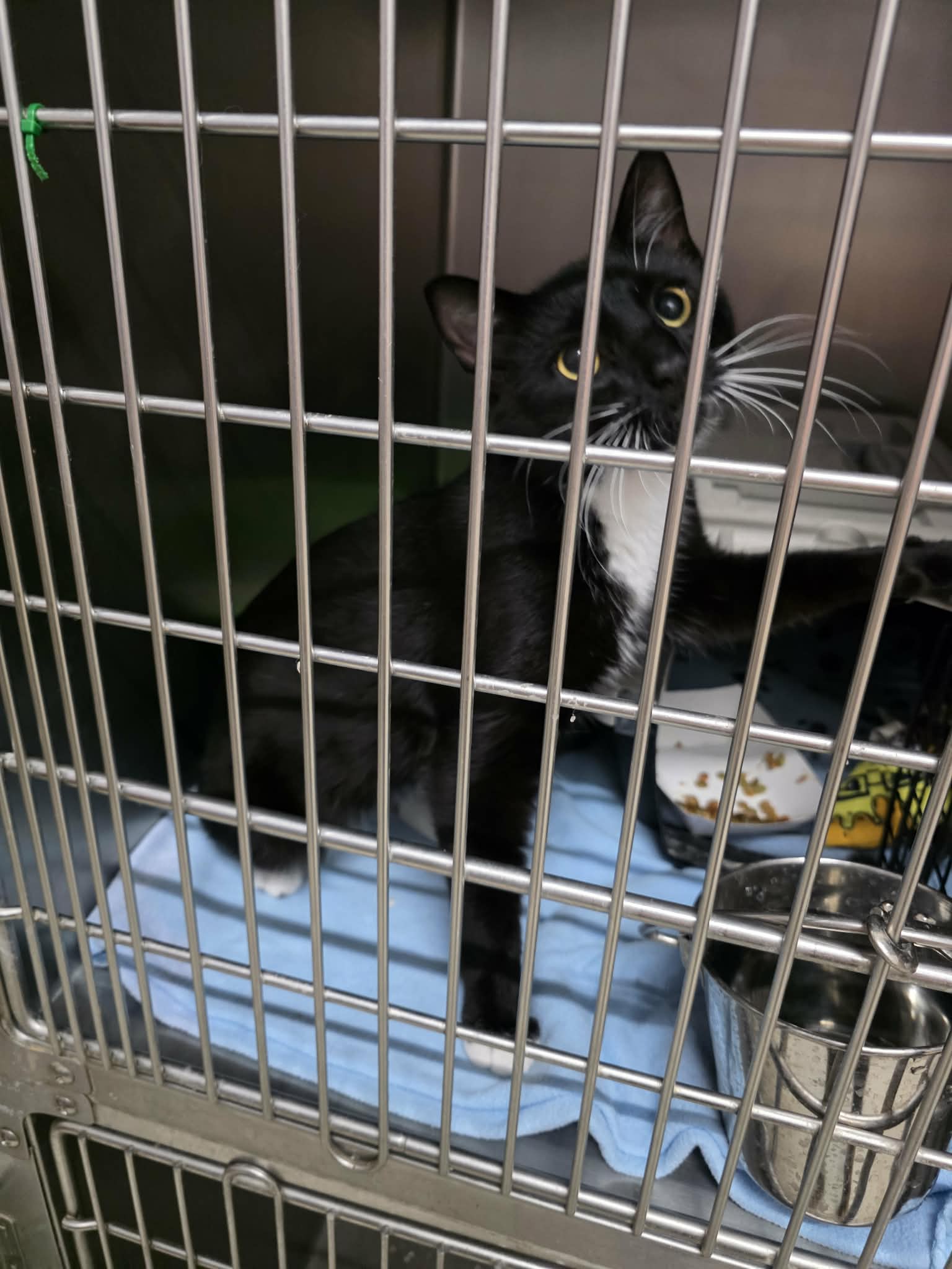 Bolt - Domestic Short Hair