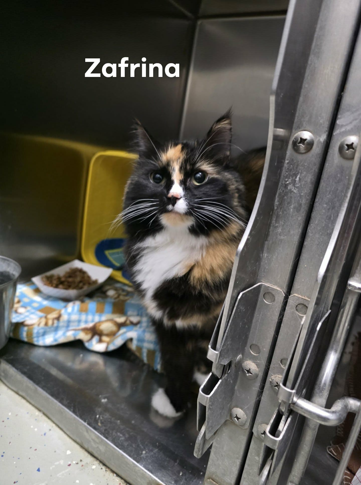 Zafrina - Domestic Long Hair