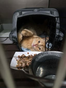 Oliver image 1