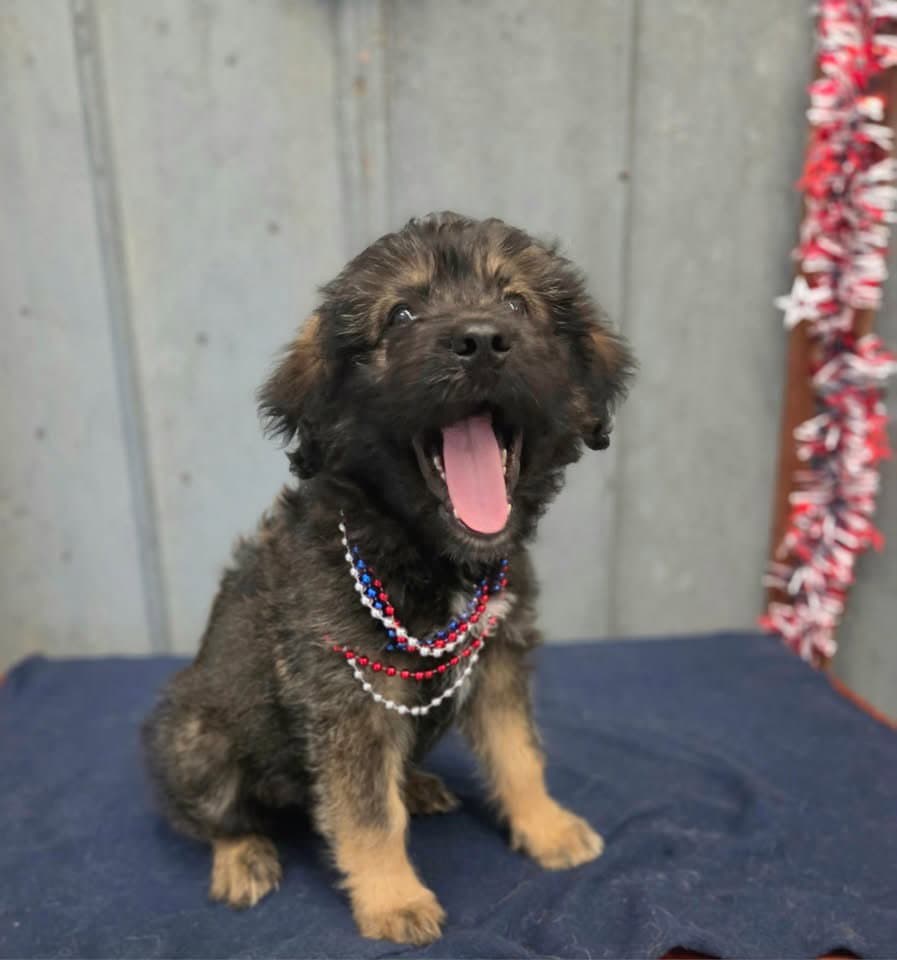 Koda - Poodle (unknown type)