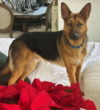 Hansel D Gusto - German Shepherd Dog