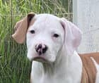 Susie image 2