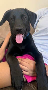 Basil - Labrador Retriever