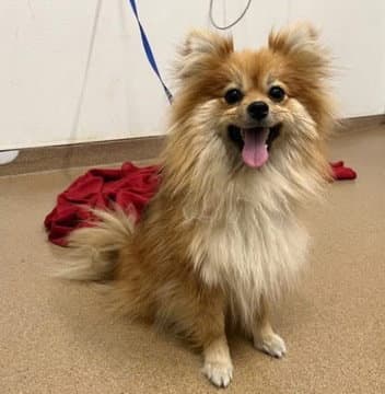 Daisy - Pomeranian