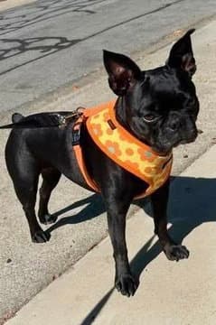 Holly D - French Bulldog