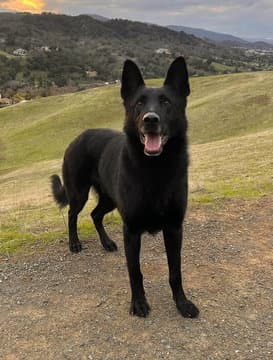 Ranger D Argus - German Shepherd Dog