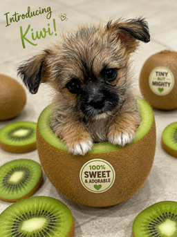 Kiwi image 1