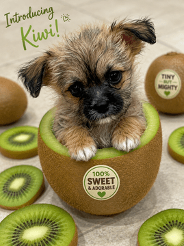 Kiwi - Shih Tzu