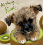 Kiwi image 2