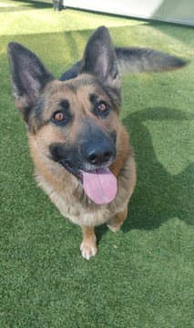 Ramone D - German Shepherd Dog