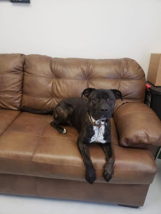Ivan - American Pit Bull Terrier