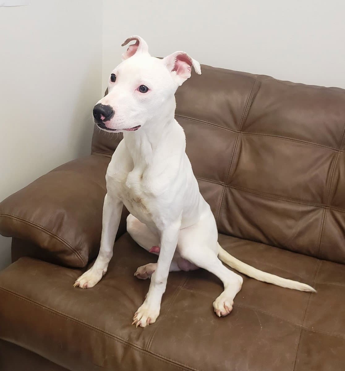 Ollie Prison Program - American Pit Bull Terrier