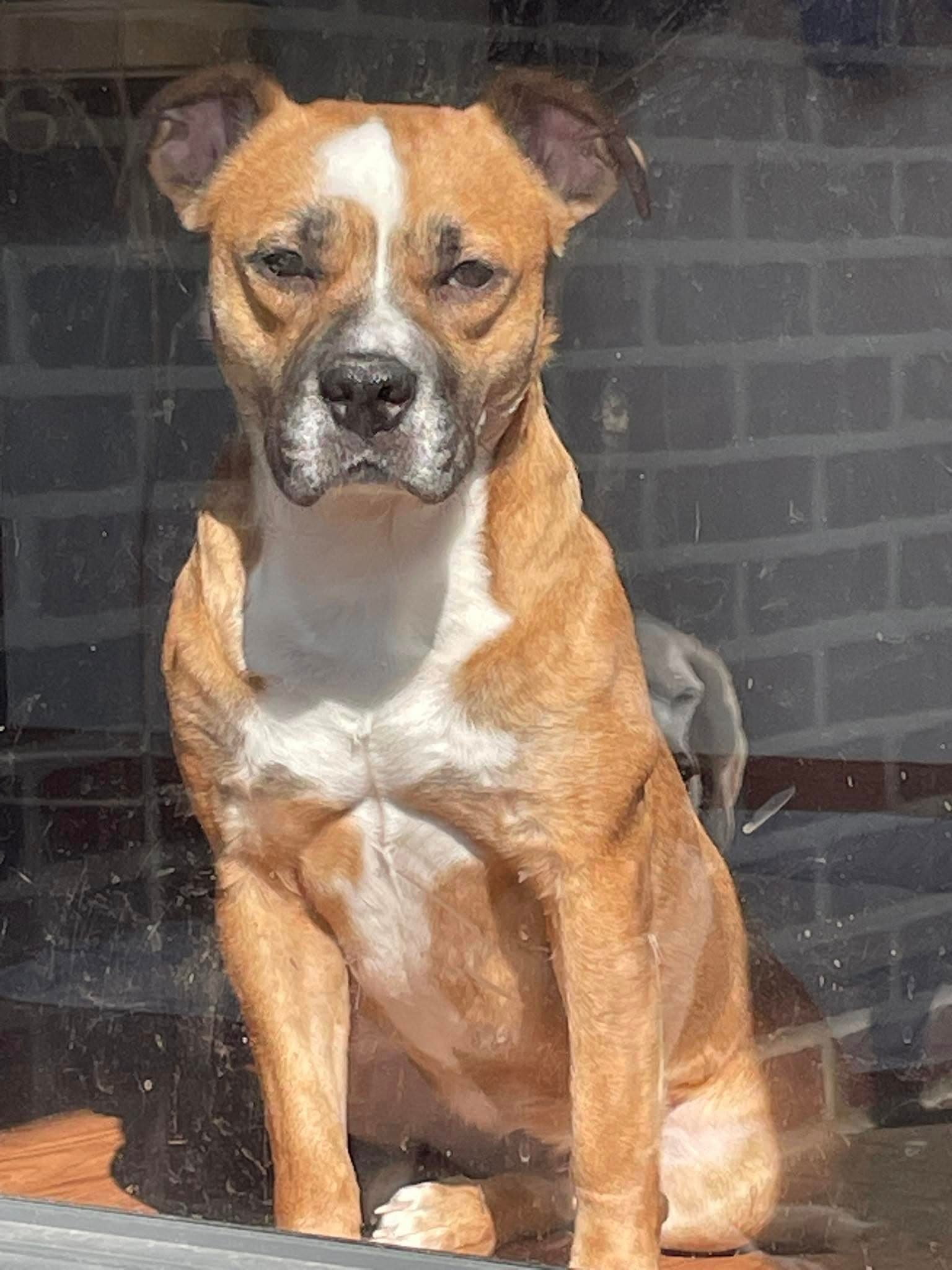 Cleo - Bulldog