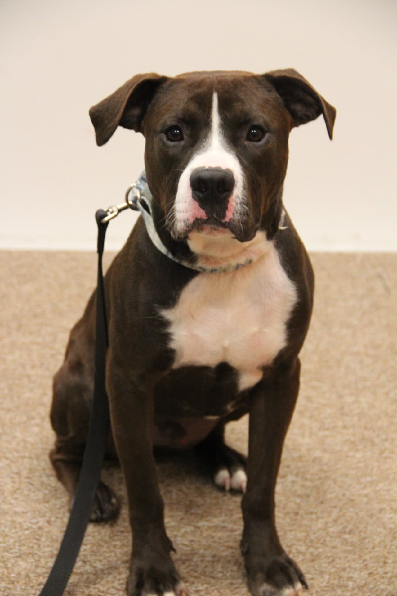 Peanut - American Pit Bull Terrier