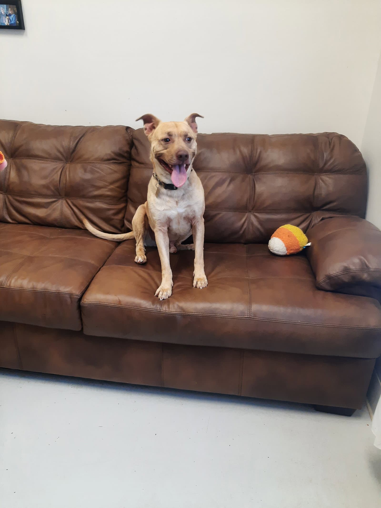 Rumbles - American Pit Bull Terrier