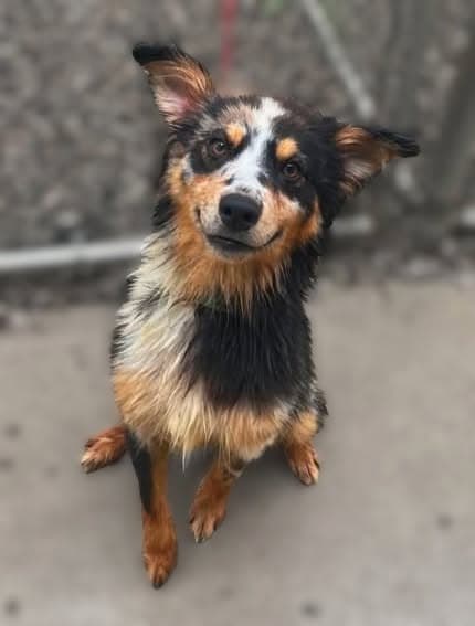 Simon - Australian Shepherd