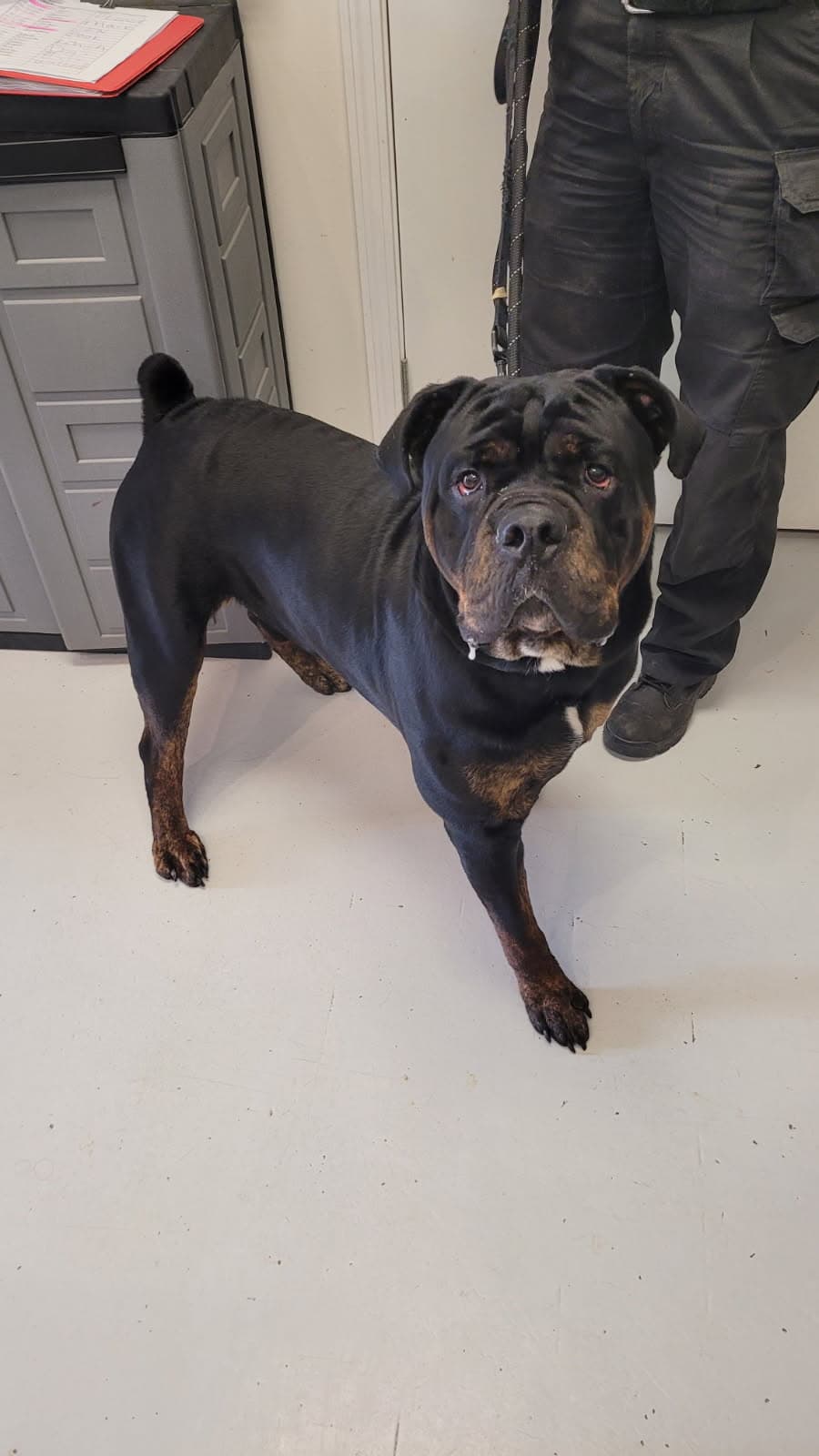 Obi - Rottweiler