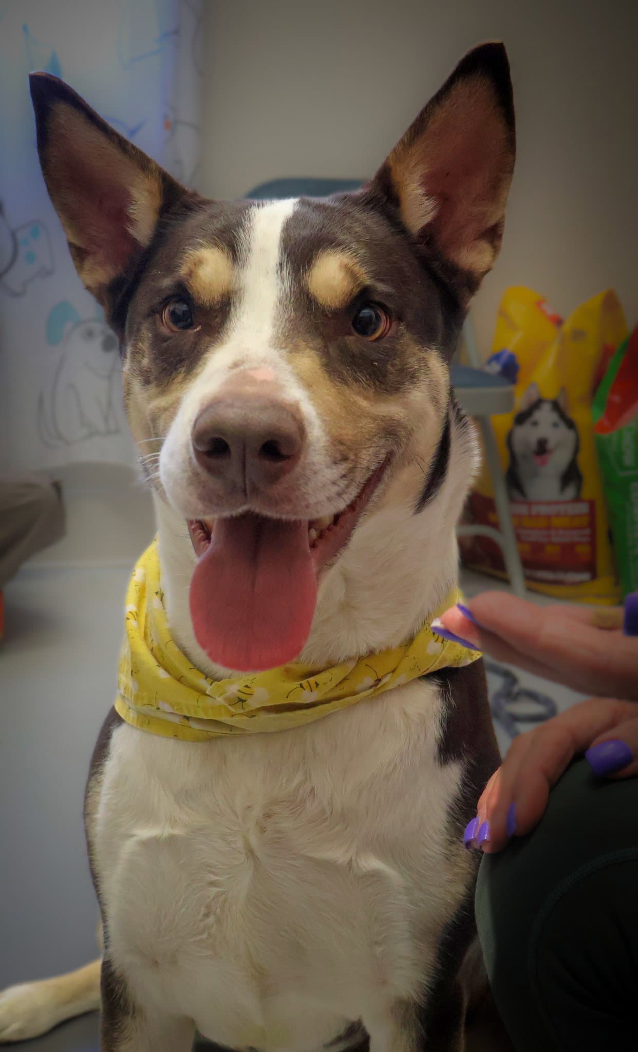 Katie - Husky
