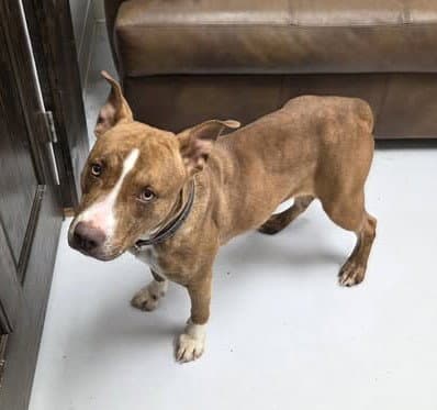 Coco - American Pit Bull Terrier