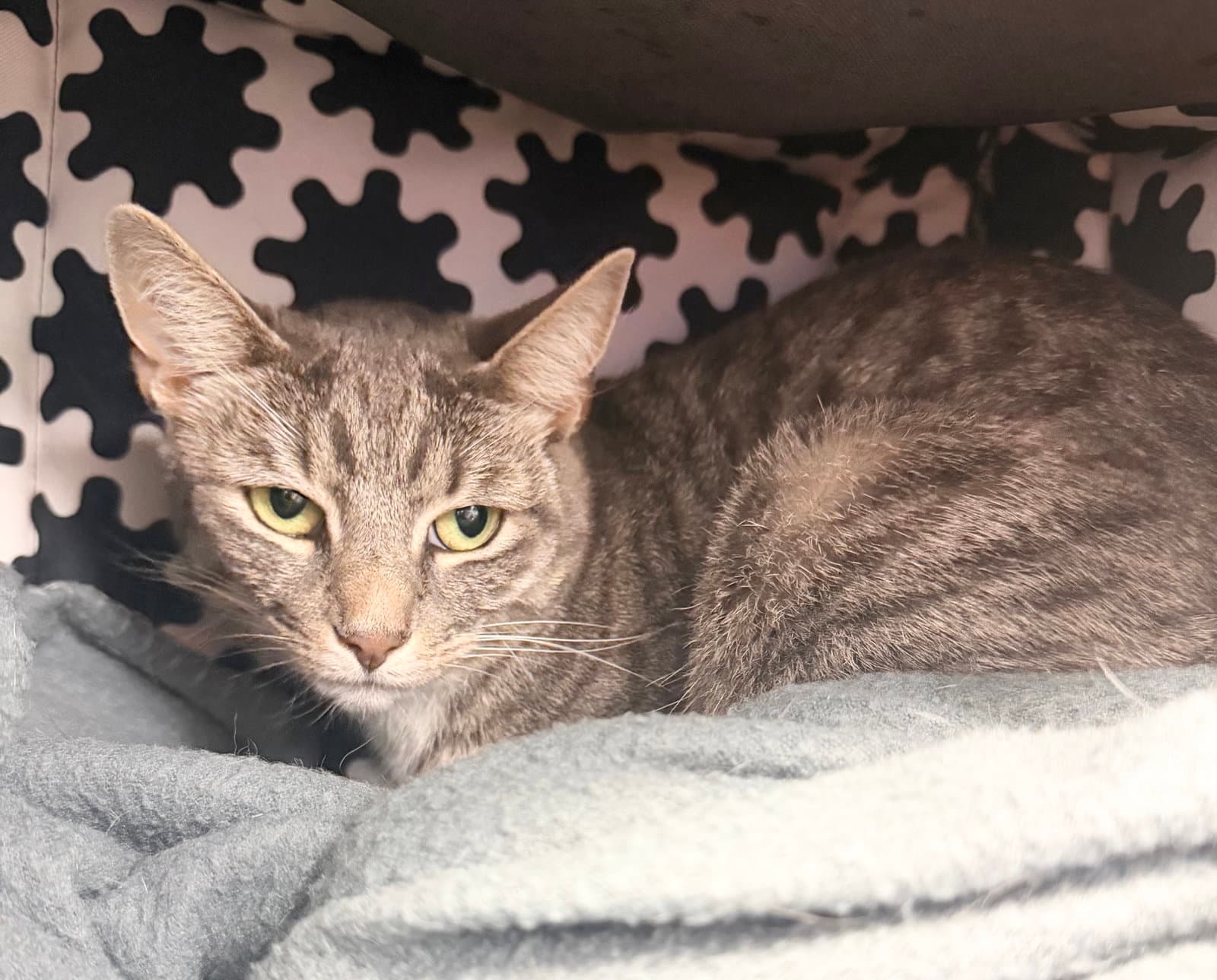 Ellie - American Shorthair