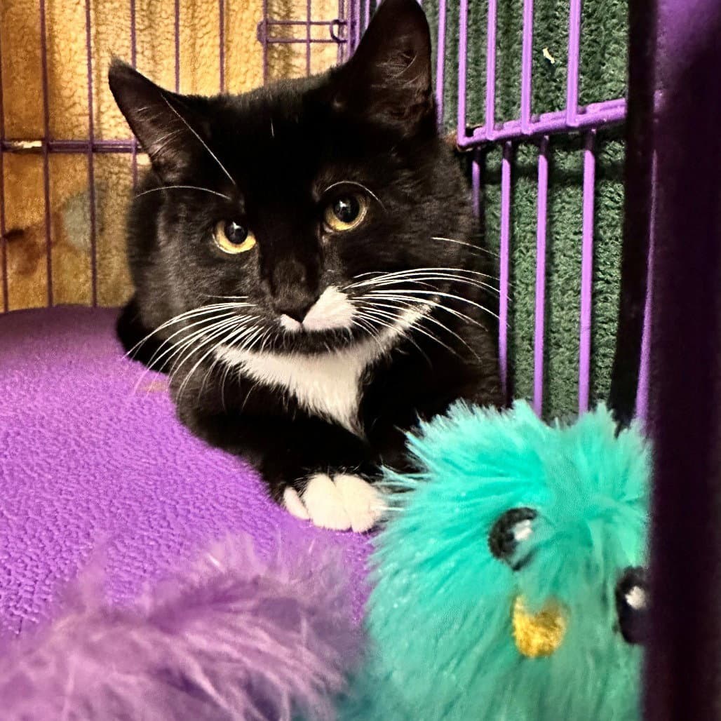 Trigger - Domestic Short Hair