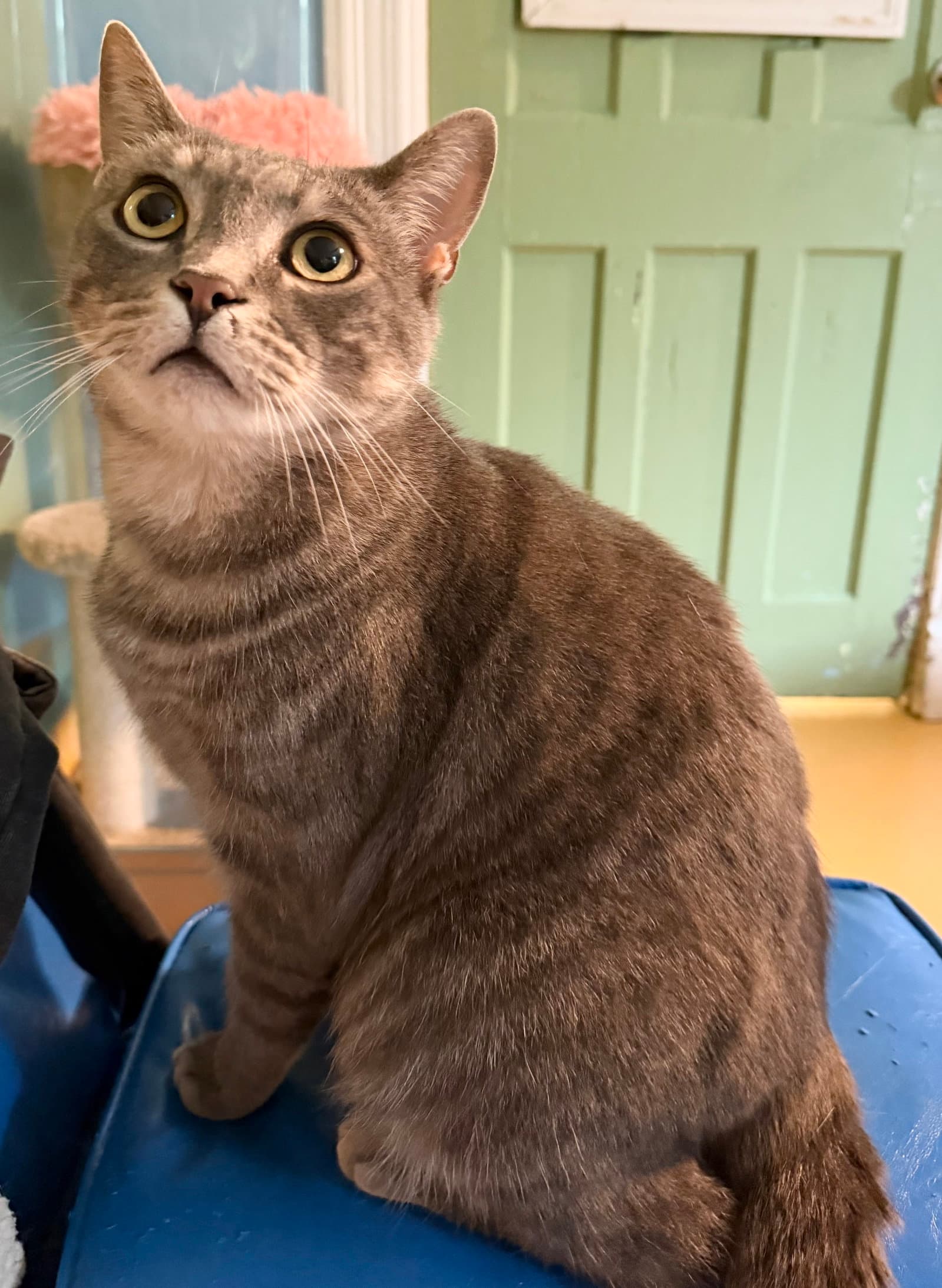 Beckett - Domestic Short Hair