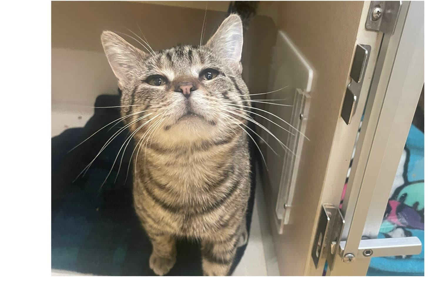 Titan - Domestic Short Hair