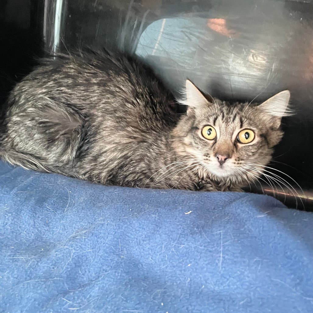Rowanharry - Domestic Medium Hair