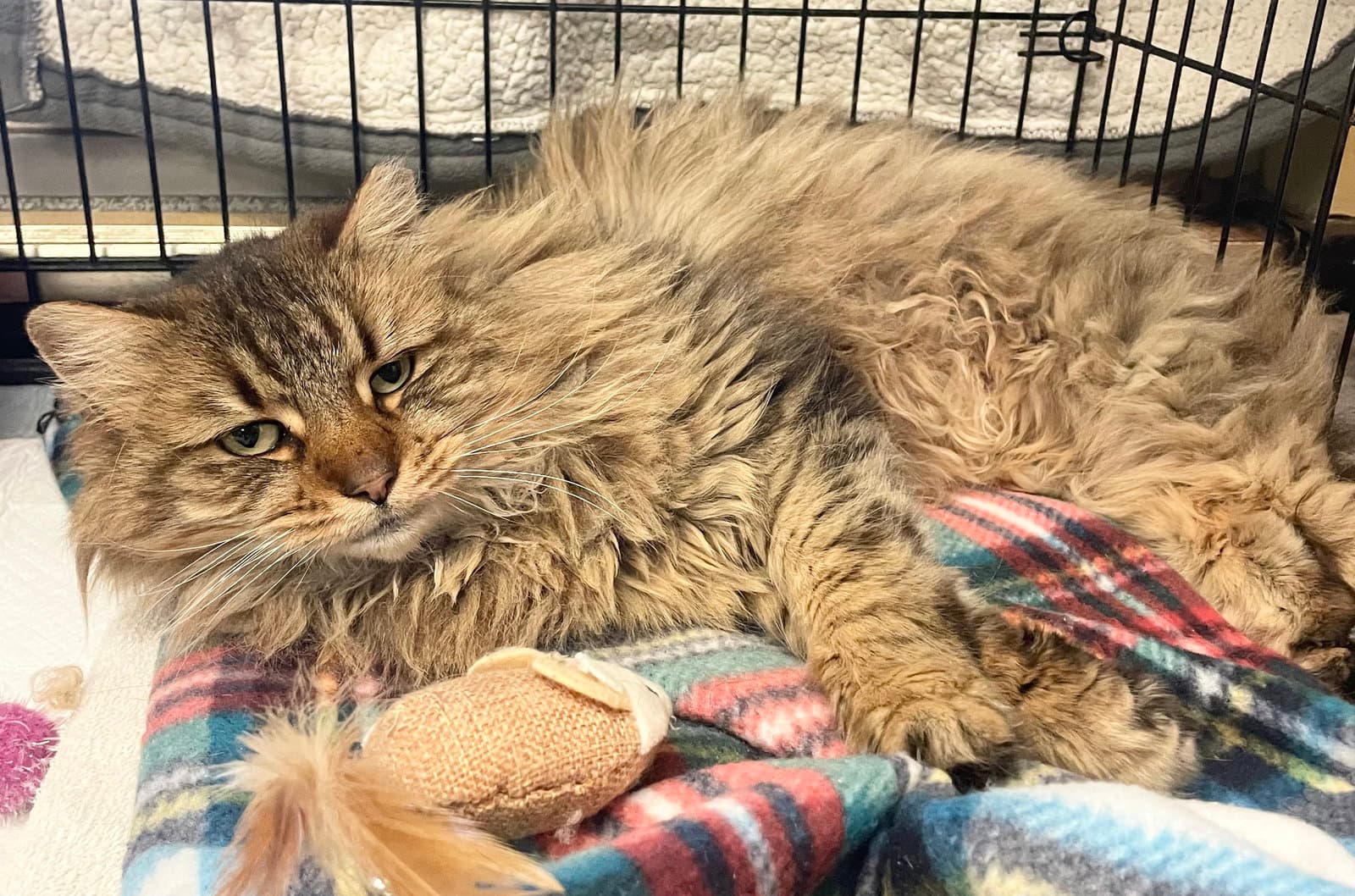 Maddie - Domestic Long Hair
