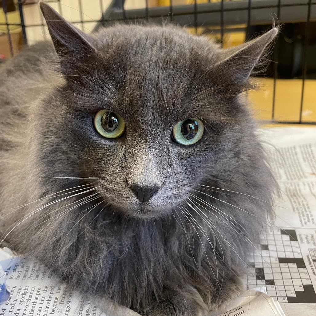 Fabio - Domestic Long Hair