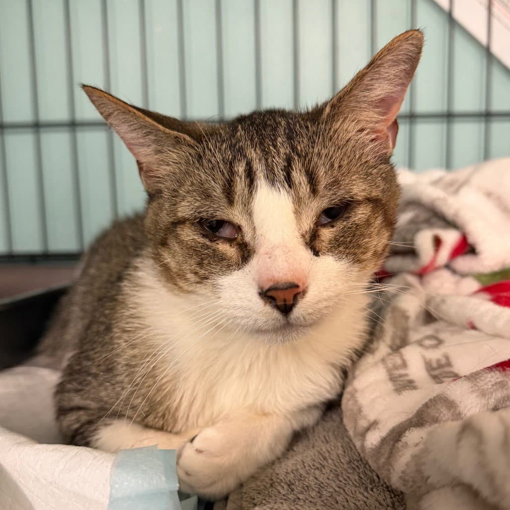 Sage - Domestic Short Hair