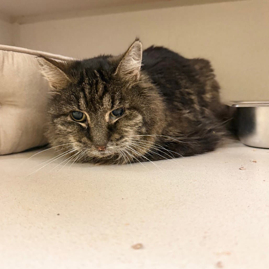 Purling - Domestic Long Hair