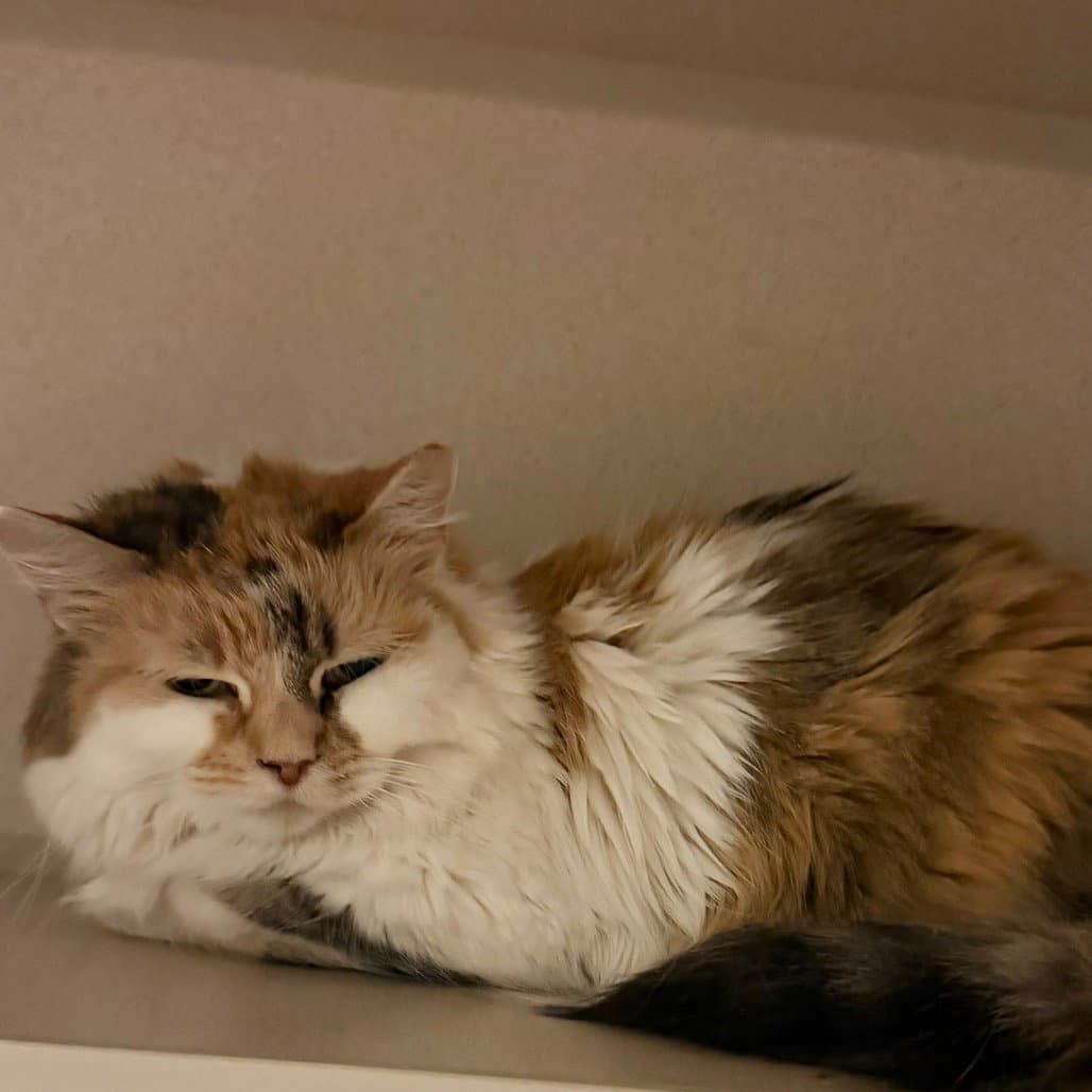 Phoenicia - Domestic Long Hair