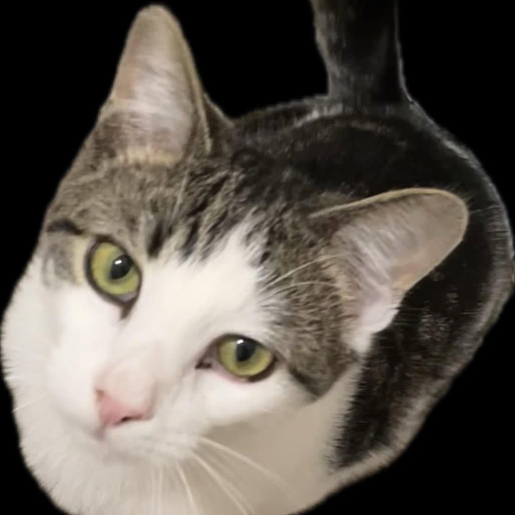 Ying - Domestic Short Hair