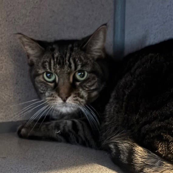 Squeaks - Domestic Short Hair