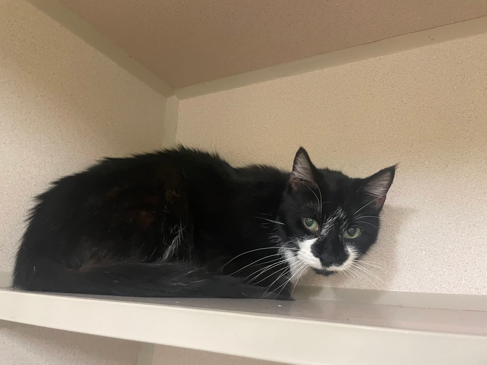 Carla - Domestic Short Hair