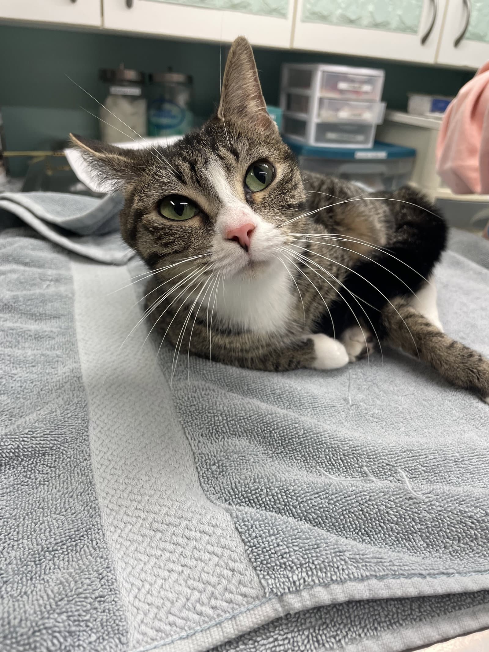 Pixie - Domestic Short Hair
