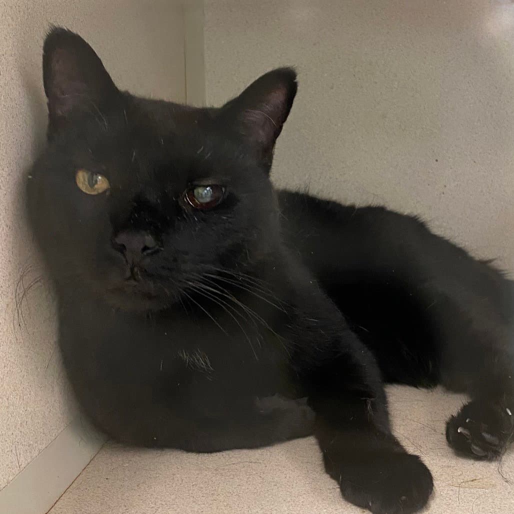 Halo - Domestic Short Hair