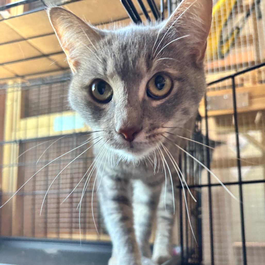 Tootsie - Domestic Short Hair