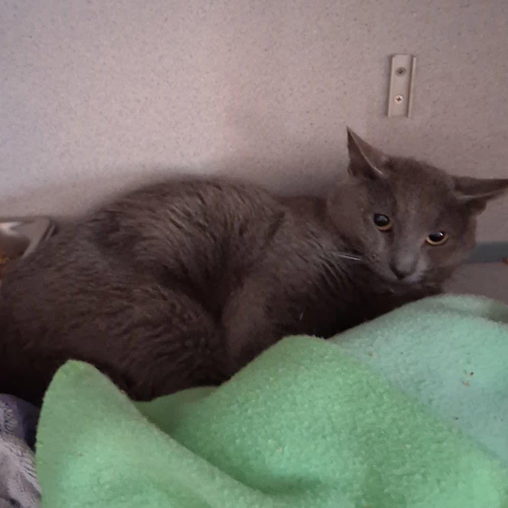 Blurry Flurry - Domestic Short Hair